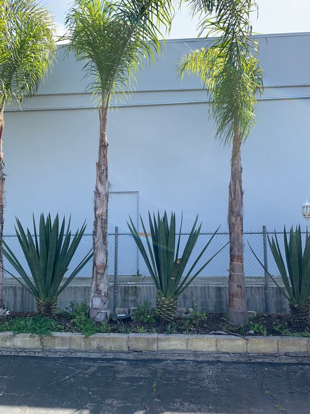 palms